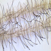 Lively Leg Crustacean Brush 1/2"