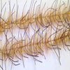 Lively Leg Crustacean Brush 1/2"